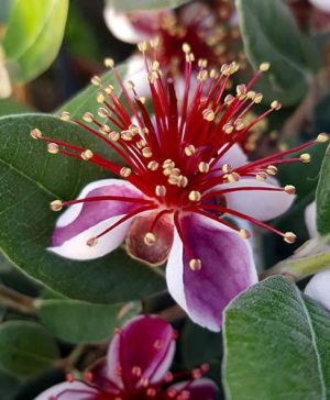 Pineapple Guava - Acca sellowiana