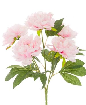 Pink Peony Bush
