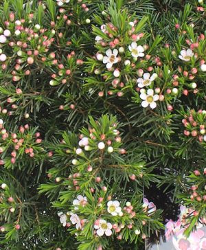 Pink Waxflower