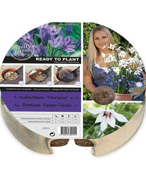 Plant-O-Mat Acidanthera and Brodeia Mix