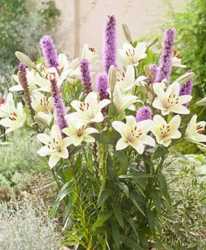 Plant-O-Mat Lilium and Liatris Kit