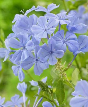 Plumbago capensis 'Cape Leadwort'