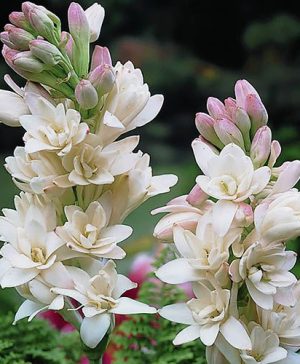 Polianthes tuberosa The Pearl