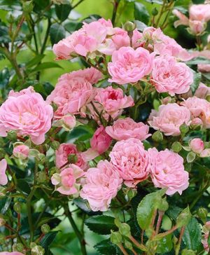 Polyantha Rose The Fairy Pink