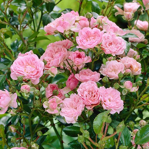 Polyantha Rose The Fairy Pink