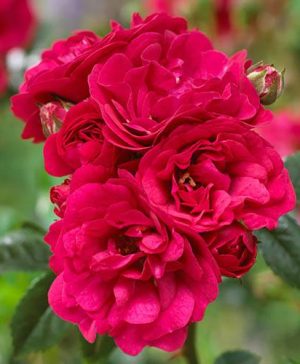 Polyantha Rose The Fairy Red
