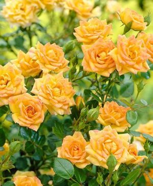 Polyantha Rose The Fairy Yellow