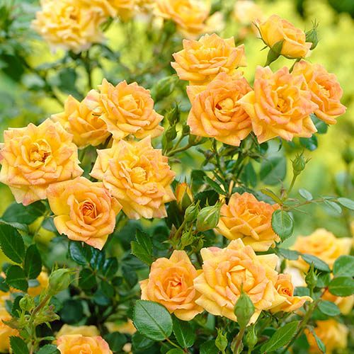 Polyantha Rose The Fairy Yellow