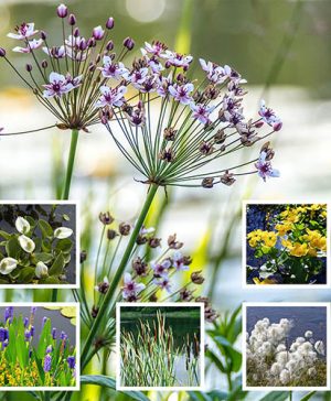 Pond Plant Collection