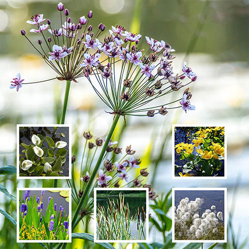 Pond Plant Collection