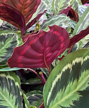 Prayer Plant Calathea Medallion