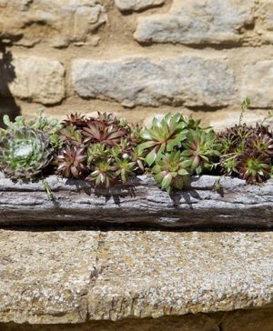 Pre-planted Sempervivum Log