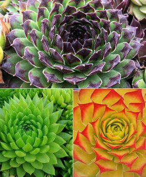 Premium Chick Charms Collection