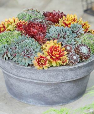 Premium Chick Charms Sempervivums Collection