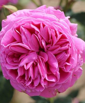 Premium Rose Sandringham