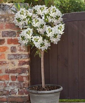 Premium White Oleander Standard 80-100cm