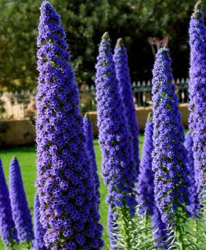 Pride of Madeira Echium candicans