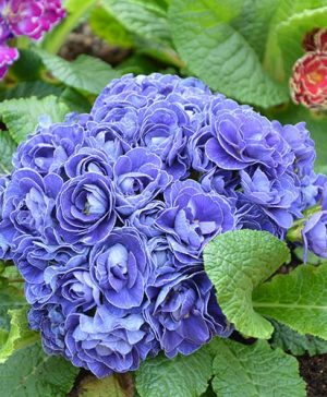 Primula Belarina Baltic Blue