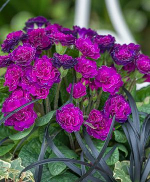 Primula Belarina Beaujolais
