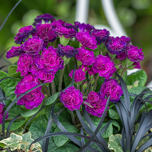 Primula Belarina Beaujolais