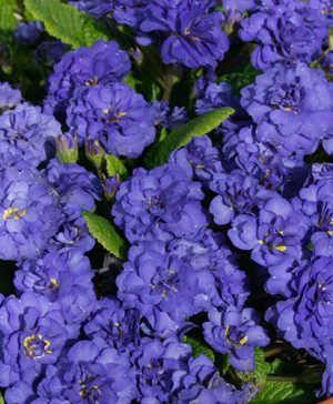 Primula Belarina Cobalt Blue