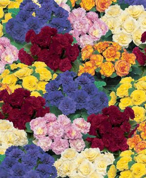 Primula Belarina Collection