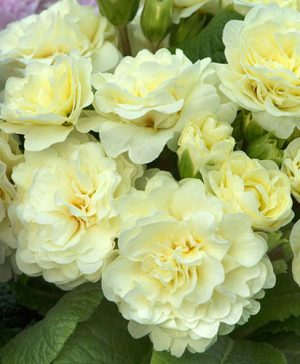 Primula Belarina Cream