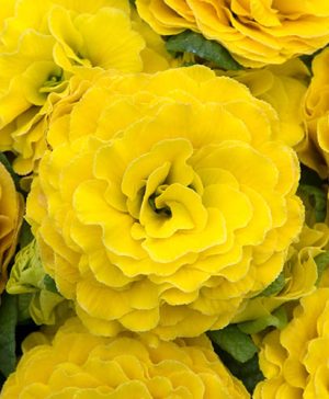 Primula Belarina Day-Glo Yellow