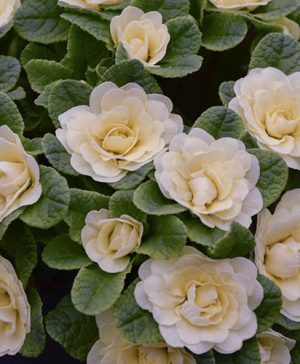Primula Belarina Lemon Chiffon