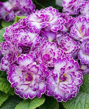 Primula Belarina Lively Lilac
