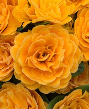 Primula Belarina Mandarin