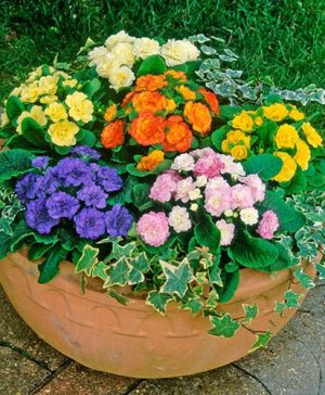 Primula Belarina Mixed