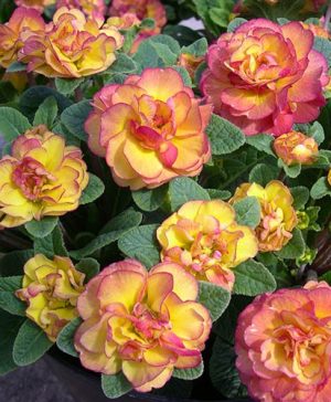 Primula Belarina Nectarine