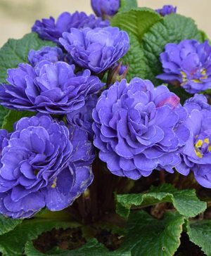 Primula Belarina Ocean Blue