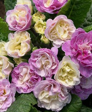 Primula Belarina Pink Champagne