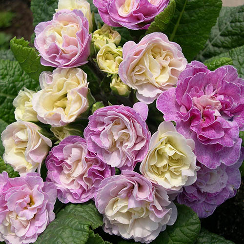 Primula Belarina Pink Champagne