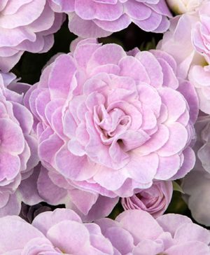 Primula Belarina Pink Ice