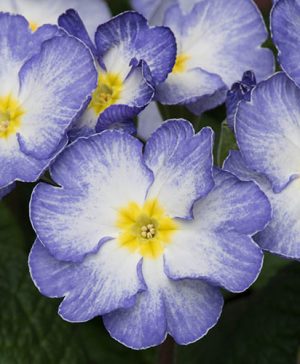 Primula Stella Porcelain Blue