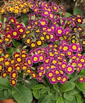 Primula Victoriana Mix