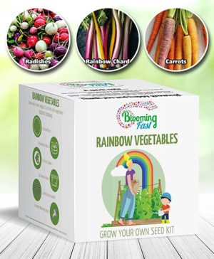 Rainbow Vegetable Seed Kit