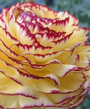 Ranunculus Elegance Giallo Striato