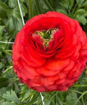 Ranunculus Elegance Rosso