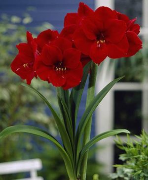 Red Amaryllis Bulb