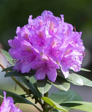 Rhododendron Catawbiensis Grandiflora