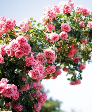 Rose Climbing Blossomtime