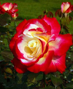 Rose Double Delight