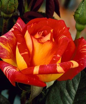 Rose Harry Wheatcroft