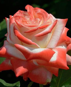 Rose Imperatrice Farah