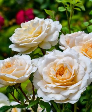 Rose Incredible Creamy