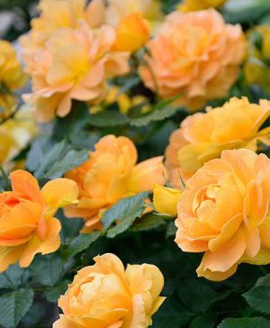 Rose Incredible Juicy